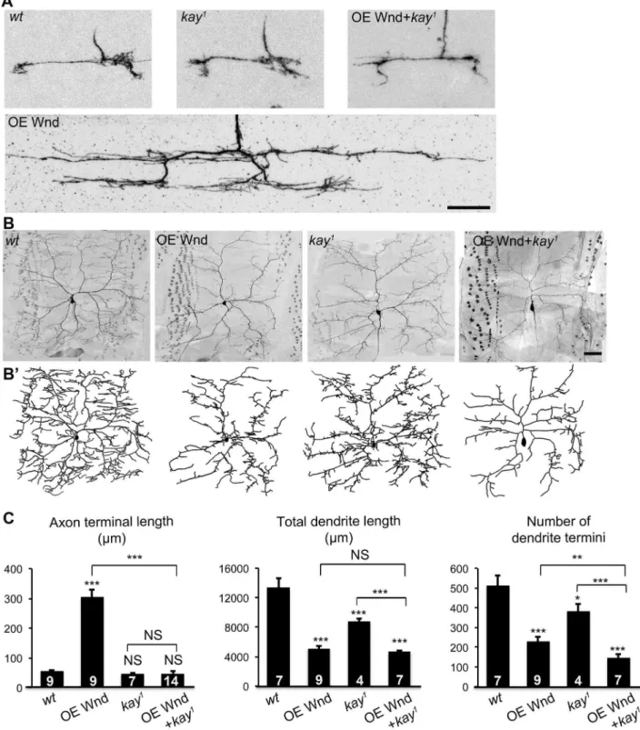 Figure 3. Transcription factor Fos specifically mediates axonal overgrowth induced by Wnd