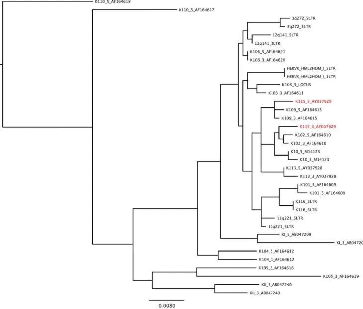 Figure 1. Phylogenetic tree of full-length HERV-K (HML-2) LTR sequences. The clustering of the HERV-K 59 and 39 LTR sequences of each insertion suggests that gene conversion is rare in the HERV-K family