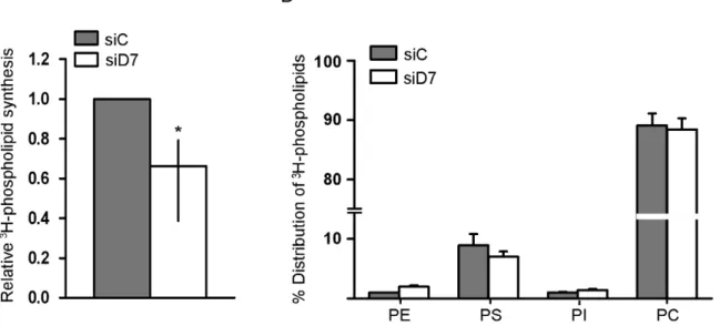 Figure 5. bhCG and syncytin-1 mRNA expression are upregulated in JEG-3 cells by StarD7 silencing