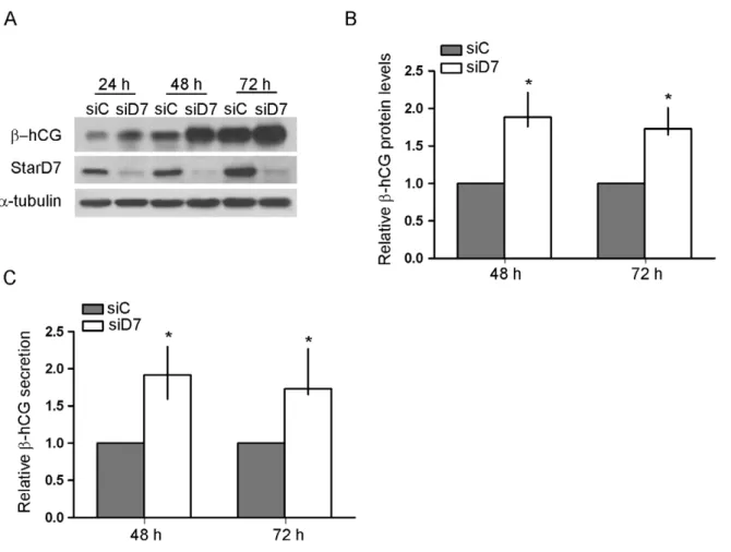 Figure 6. bhCG protein expression is upregulated in JEG-3 cells by StarD7 silencing. Cells were transfected with scrambled or StarD7.1 siRNAs for 6 h and then cultured until 72 hours