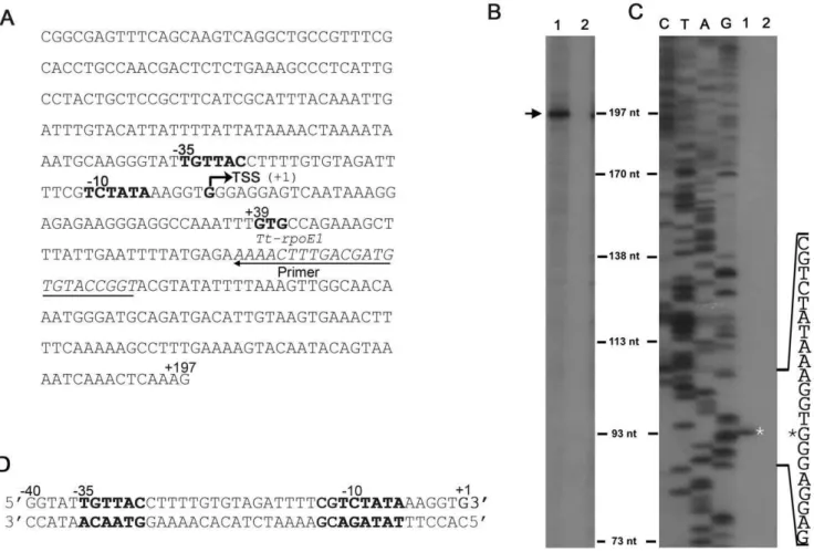 Fig. 2B), indicating the T. tengcongenesis sigma factor is required to initiate transcription from its own promoter.