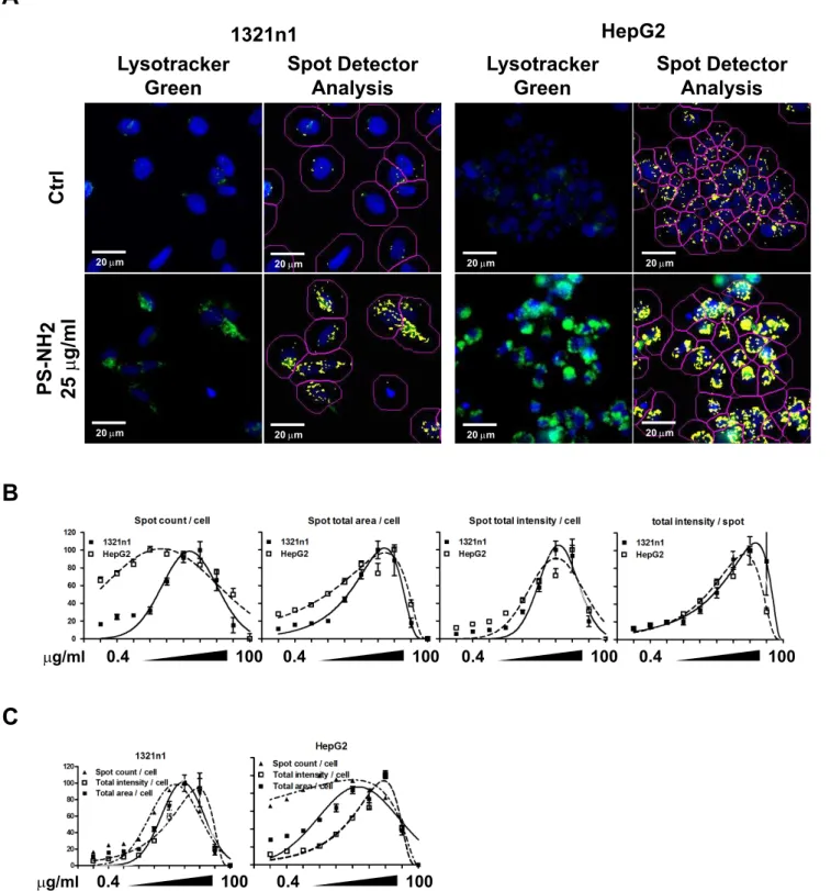 Figure 6. PS-NH 2 NPs cause dose-dependent changes in lysosomal properties. I321N1 and HepG2 cells were exposed to vehicle (ctrl) or increasing concentrations of PS-COOH or PS-NH 2 NPs for 24 hours and analysed by HCA