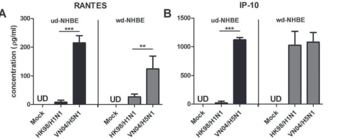 Figure 7. The (A) RANTES and (B) IP-10 protein of the supernatant collected at the apical compartment of the influenza HK98/H1N1 and VN04/H5N1 virus infected ud-NHBE (dark bars) and wd-NHBE (grey bars) cells at 24 h post infection