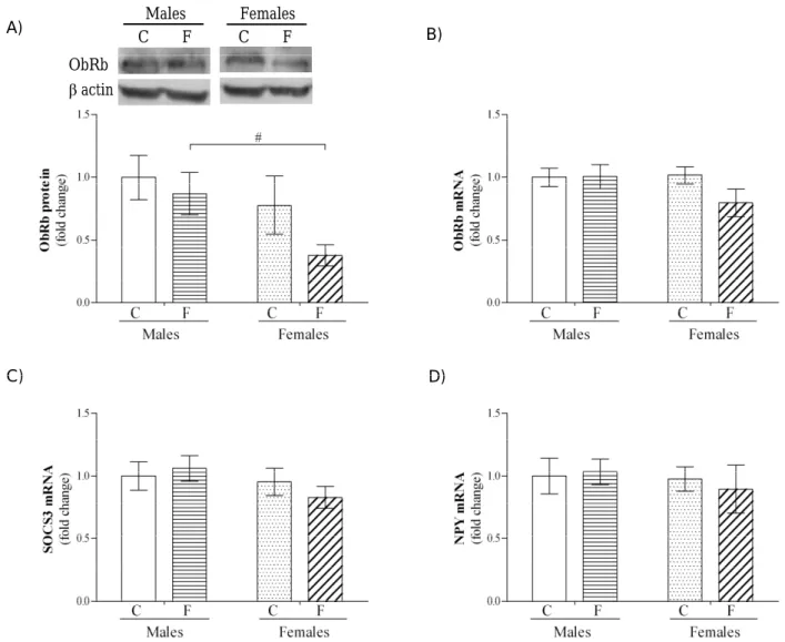 Fig. 1. Efects of high fructose diet on the ObRb protein level and ObRb, SOCS3 and NPY mRNA levels in the hypothalamus