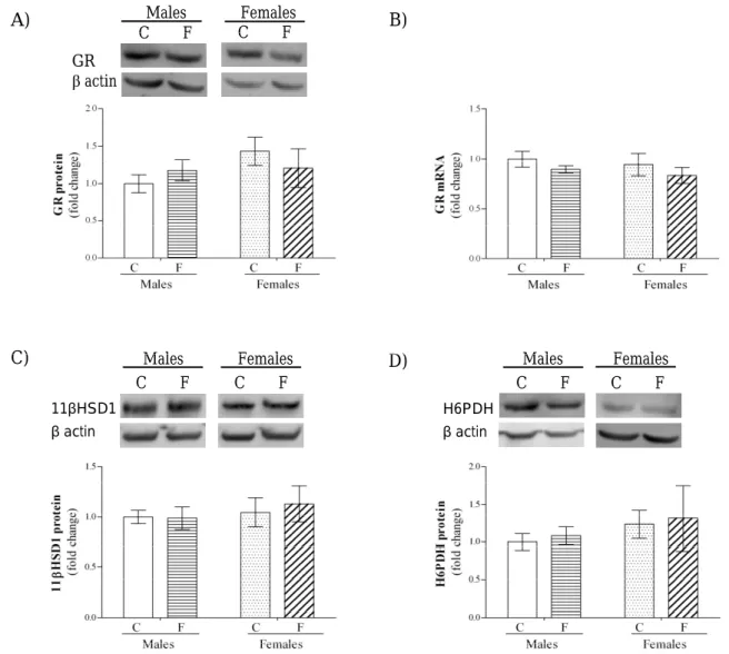 Fig. 2. Efects of high fructose diet on the GR, 11βHSD1 and H6PDH protein levels and GR mRNA level in the hypothalamus