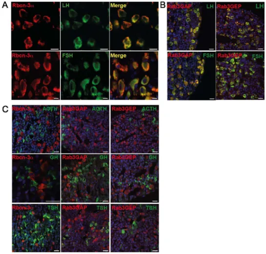 Figure 3. Rbcn-3 a is specifically expressed in gonadotropes in the pituitary. (A) Double-immunostaining for Rbcn-3a and LH or FSH in the rat pituitary gland showed that Rbcn-3a was expressed in gonadotropes