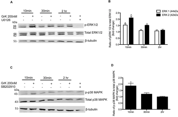 Figure 5. Western blot analysis of effect of GrK on ERK1/2 and p38 MAPK phosphorylation