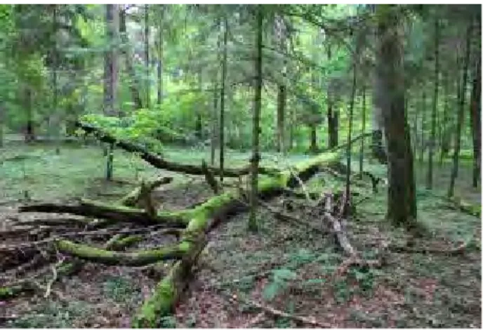 Fig. 3: Floresta de Białowieża (Polónia) 