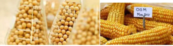 Fig. 9 e 10: soja e milho geneticamente modificados 