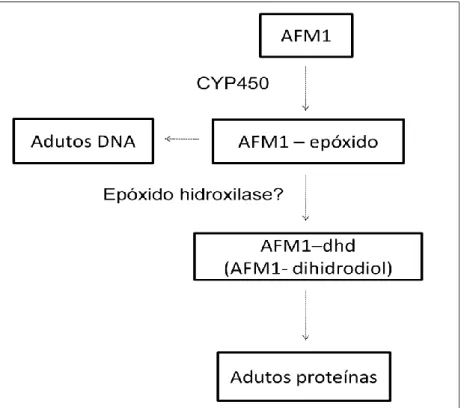 Figura 5 - Possíveis vias do mecanismo de ação da AFM1 (Neal et al.,1998). 