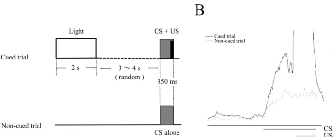 Fig 1. The stimulus sequence in the eyeblink serial feature-positive discrimination task