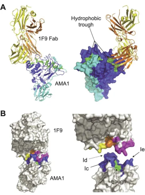 Figure 1. Structure of AMA1 in Complex with 1F9 Fab