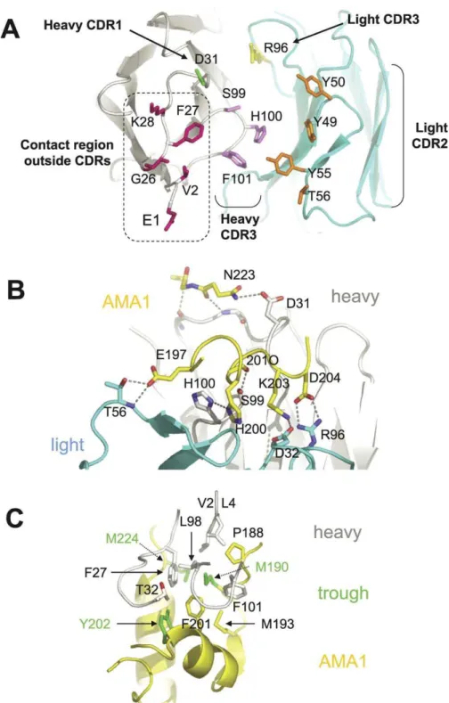 Figure 4. 1F9 Recognition Surface and Details of the 1F9–AMA1 Interaction