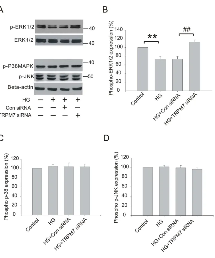 Figure 5.  Effect of TRPM7 siRNA on MAPK pathway in HG treated HUVECs.  The cells were preincubated with TRPM7 siRNA or  control  siRNA  for  48h,  and  then  stimulated  with  HG  for  72h