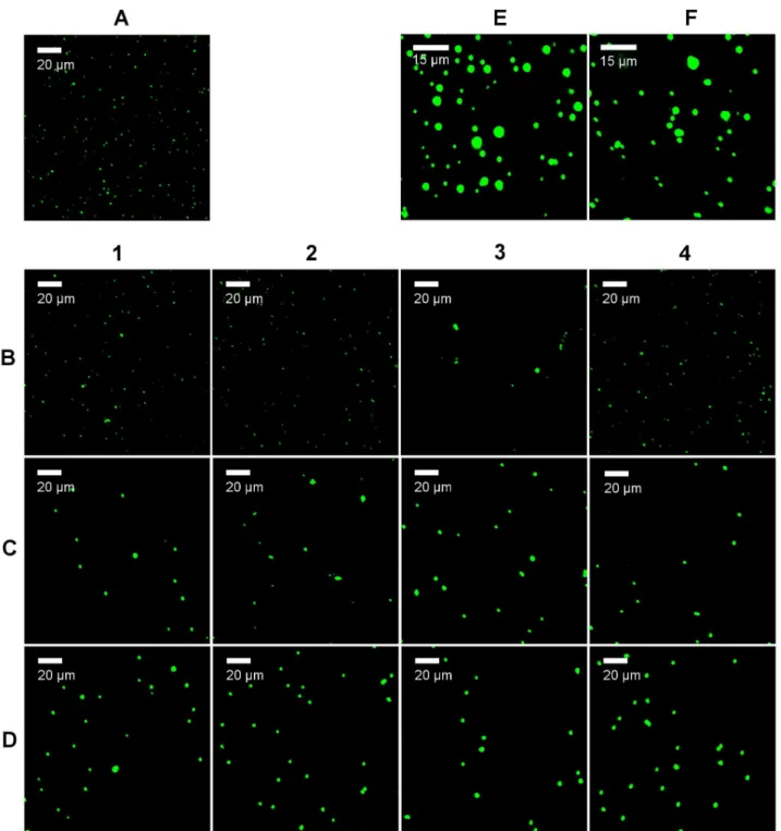 Figure 2. Extent of particle aggregation in PBS. CLSM images of original uncoated nanoparticles (A), coated nanoparticles with PLL/DES at pH 4 (B1-B4), with PLL/DES at pH 9 (C1-C4), and with PAH/PSS without pH adjustment (D1-D4)