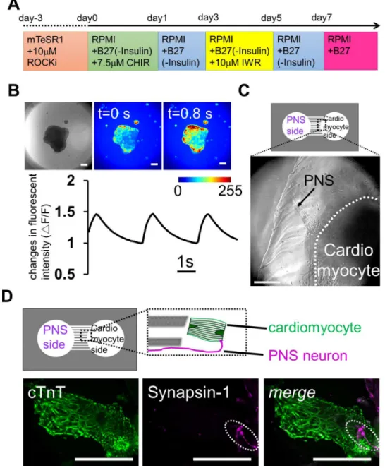 Fig 6. Reconstruction of neuronal networks innervating the heart using iPS cells co-cultured in a microfabricated device