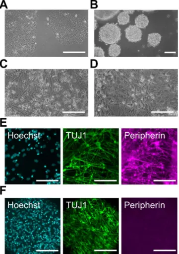Fig 2. Differentiation of human PNS and CNS neurons. (A) Phase-contrast image of pre-differentiated human induced pluripotent stem (iPS) cells under a feeder-free condition