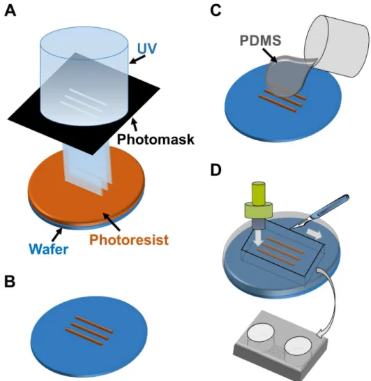 Fig 3. Schematic outline of the microfabrication process to manufacture the co-culturing device