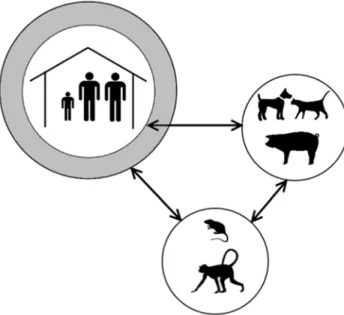 Figure 1. Life cycle of T. penetrans in a tropical environment. The human, domestic, and sylvatic cycles are linked but without close overlap.