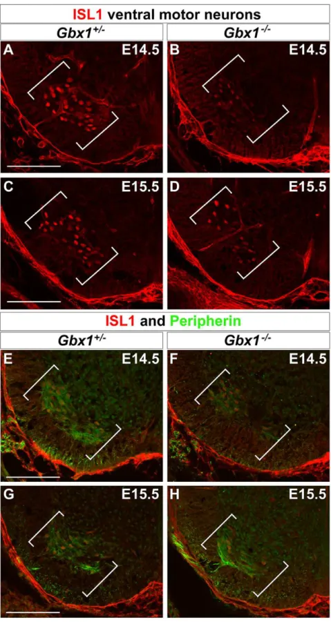Figure 8. ISL1 + and ISL1 + /peripherin + co-expressing motor neurons are reduced in Gbx1 2 / 2 ventral spinal cord