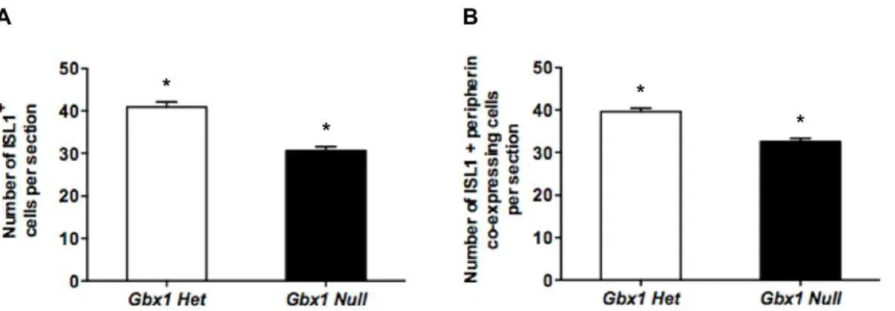 Figure 10. Expression analysis of Sox10 in Gbx1 2/2 embryos. (A–D) Whole-mount in situ hybridization for Sox10 expression at E9.5