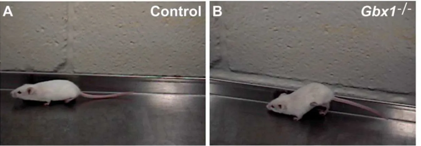 Figure 3. Gbx1 2/2 mice display a profound locomotive defect severely affecting hindlimb gait