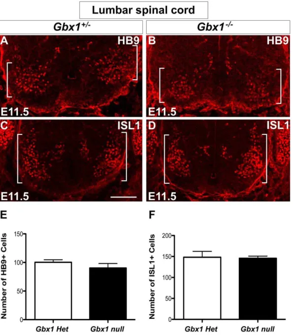 Figure 5. Deletion of Gbx1 does not affect the generation of ventral spinal cord motor neurons