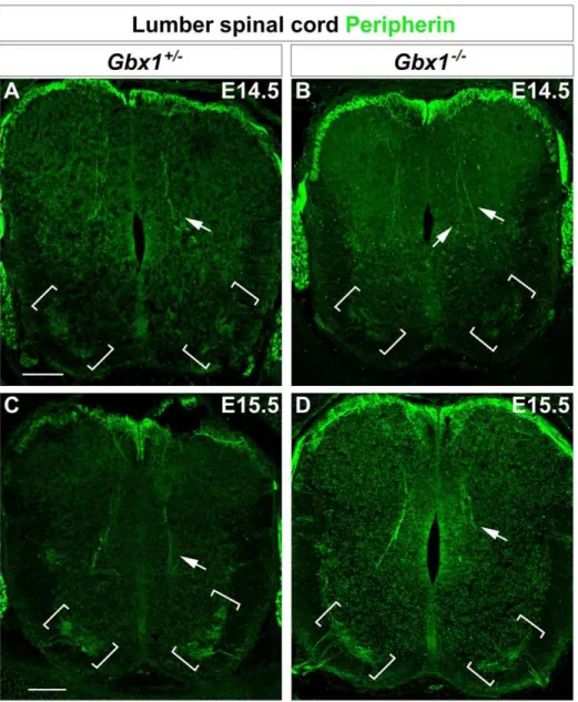 Figure 6. Gbx1 2/2 embryos display abnormal projection of proprioceptive afferents and decrease in peripherin + ventral motor neurons