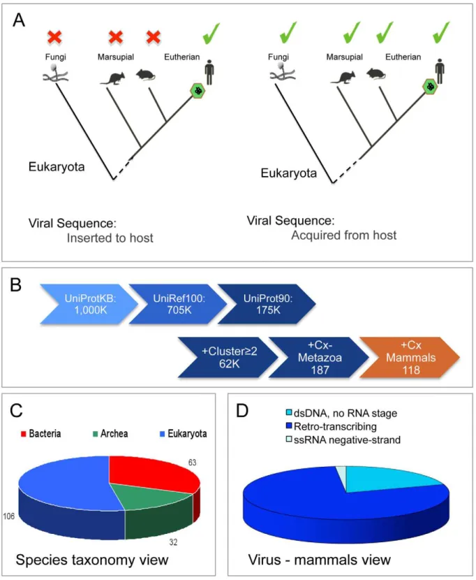 Figure 1. Lateral gene transfer between virus and host. (A) Two simplified scenarios in support of a genetic exchange event from the virus to the host genome (left) and from the host to the virus genome (right)