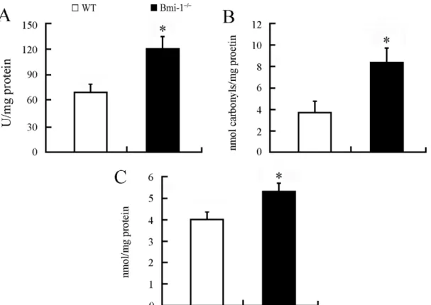 Figure 1. Brain oxidative stress in 4-week-old Bmi-1 2/2 mice. Brain tissues from Bmi-1 2/2 mice showed higher levels of hydroxyl radical (120.82614.72 vs