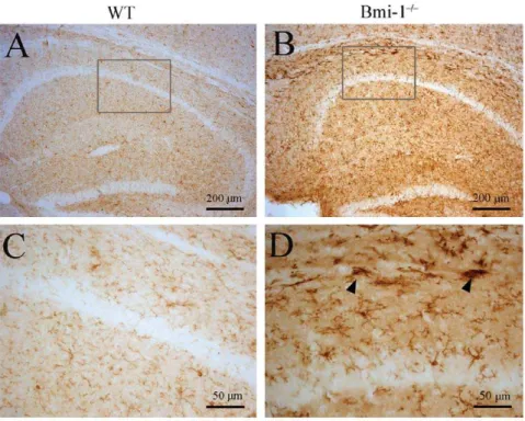 Figure 6. Reactive microgliosis in the hippocampus of 4-week-old Bmi-1 2/2 mice. Compared with WT littermates (A and C), strong immunostaining for the microglial marker Iba-1 was observed in the hippocampus of Bmi-1 2/2 mice (B and D)