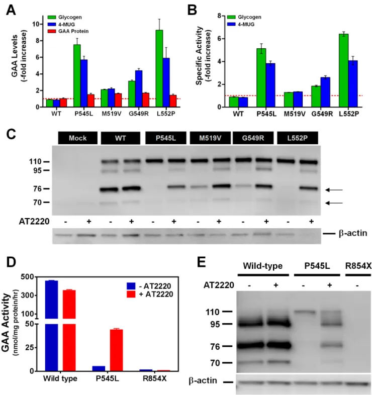 Figure 1. AT2220 increases the specific activity, processing, and lysosomal delivery of multiple mutant forms of GAA