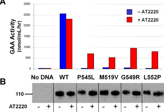 Figure 2. AT2220 increases the specific activity of mutant GAA precursors. (A) Enzymatic activity of mutant GAA secreted from COS-7 cells transiently expressing GAA mutants and incubated with or without 100 mM AT2220