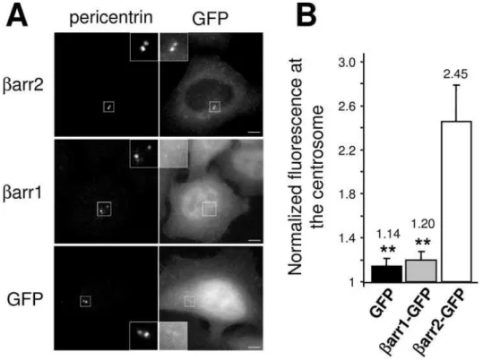 Figure 1. barr2 is targeted and enriched at the centrosome. (A) HeLa cells were transfected with plasmids encoding for barr2 or barr1 GFP fusions or with GFP alone, fixed and stained for the centrosomal marker pericentrin