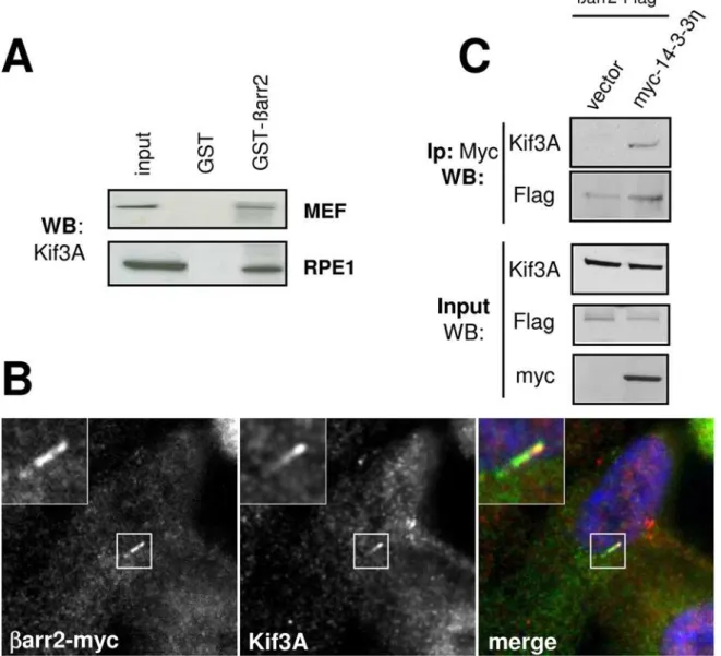 Figure 8. barr2 interacts with Kif3A. (A) RPE1 or MEFs cell lysates were precipitated with GST or GST-barr2 fusion and the presence of Kif3A in the precipitates was revealed by western-blot (WB)
