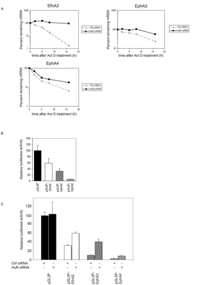 Figure 7. HuR is a direct regulator of Eph/ephrin mRNA stability. (A) 48 hours after transfection of a specific HuR RNAi oligonucleotide or a control oligonucleotide the half-lives of EfnA2, EphA2 and EphA4 mRNAs were assessed by using 5 mg/ml Actinomycin 