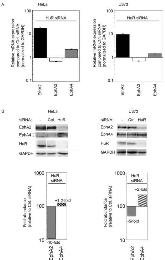 Figure 6. HuR regulates expression of Eph/ephrins. HuR was knocked down with a specific HuR RNAi oligonucleotide in HeLa and U373 cells (A) mRNA expression of EfnA2, EphA2 and EphA4 72 hours after transfection of a specific HuR RNAi oligo was compared to t