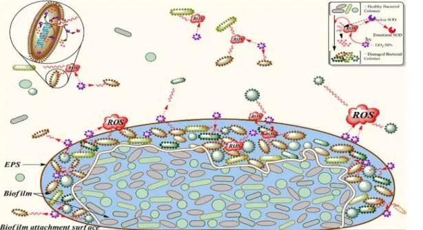 Fig 8. Interaction of TiO 2 -NPs with consortium: Schematic representation of a cascade of interactions between bacterial cells and energy (h ʋ ) activated TiO 2 -NPs and its effects are shown