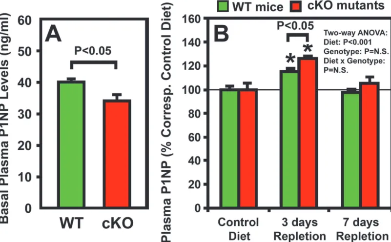 Figure 5. Effects of one-week of dietary calcium repletion on plasma P1NP level in osteocyte Igf1 cKO mutants and in corresponding WT mice.