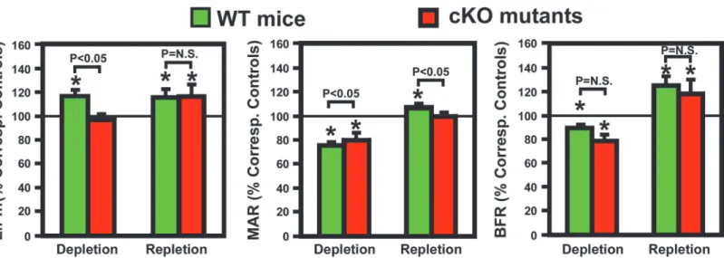 Figure 6. Effects of dietary calcium depletion and subsequent repletion on dynamic histomorphometric parameters of bone formation in femurs of osteocyte Igf1 cKO mutants and corresponding WT mice