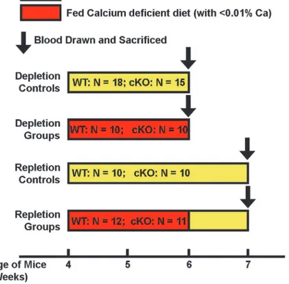Figure 1. Schematic representation of the experimental design of the dietary calcium depletion and repletion experiment