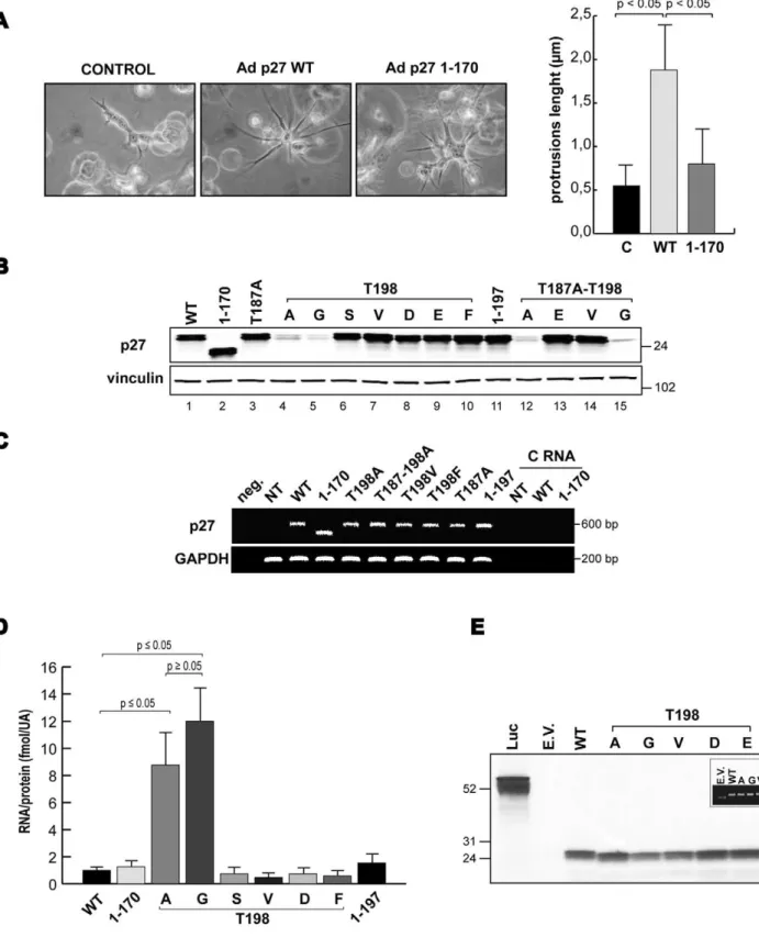 Figure 1. p27 protein expression is affected by the T198A/G point mutation. A. U87MG cells were transduced with the indicated Ads, included in 3D Matrigel matrix and images were taken 24 hours later (206objective)