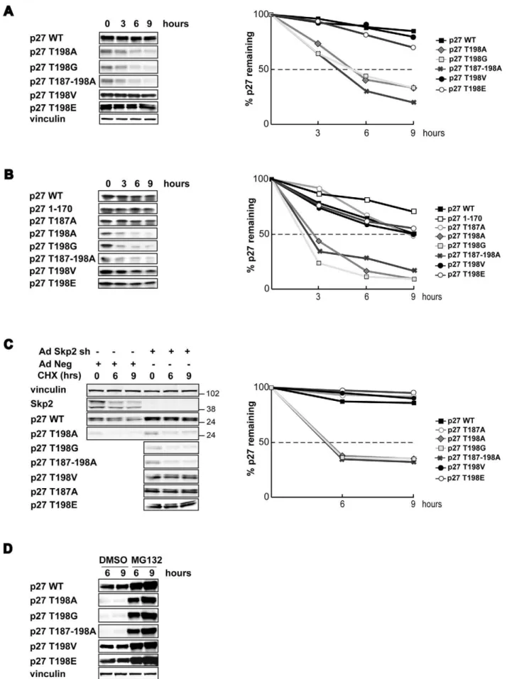 Figure 2. T198A/G substitution markedly decrease p27 protein stability. A. Western Blot analysis of p27 expression in SCC9 cells were transfected with the indicated p27 mutants and 48 hours later treated with cycloheximide (CHX) for 3, 6 and 9 hours