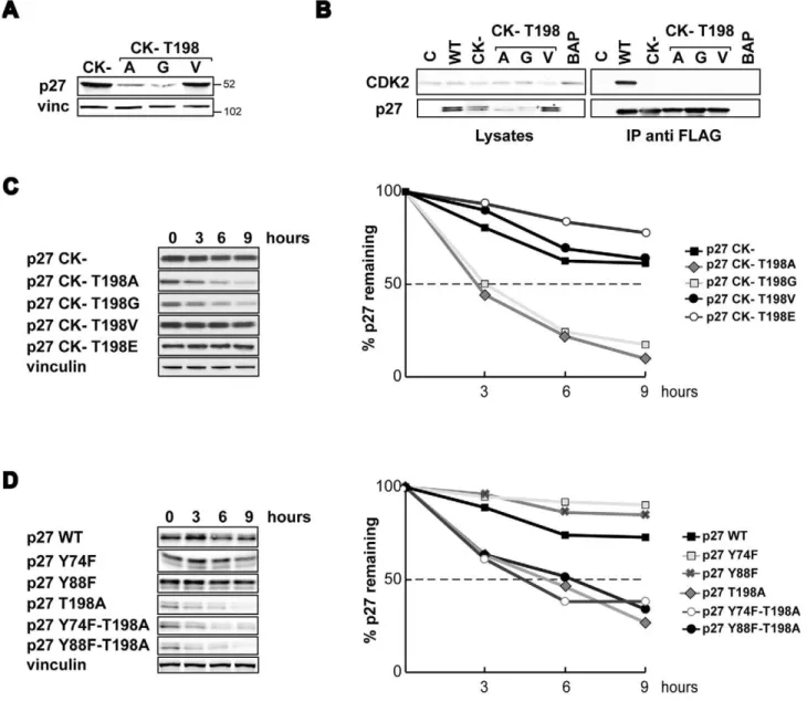 Figure 3. p27 T198A/G increased proteasome-dependent degradation is not dependent on CDK-binding