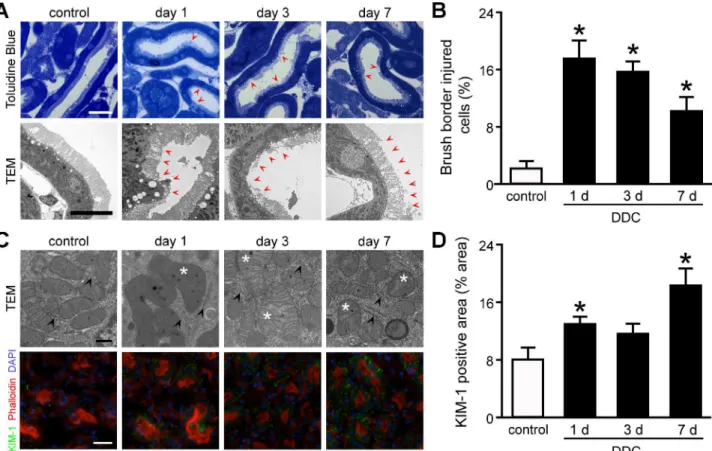 Fig 3. Sublethal tubular cell injuries in the kidney of 3,5-diethoxycarbonyl-1,4-dihydrocollidine (DDC)-fed mice