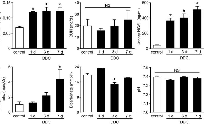 Fig 1. Renal dysfunction with tubular injuries in 3,5-diethoxycarbonyl-1,4-dihydrocollidine (DDC)-fed mice