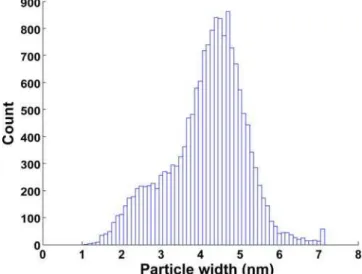 Figure 2. Tubulin oligomer width. The width distribution of particles formed at 0.5 mM tubulin concentration with GMPCPP is shown.