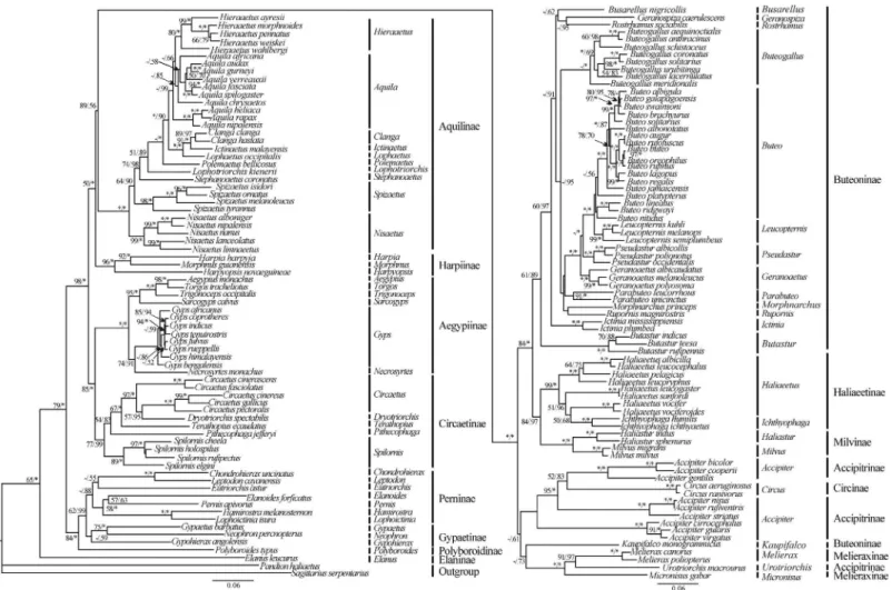 Fig 5. Phylogenetic analyses were performed using MT-ND2 and MT-CO1 genes for 60 genera (148 species) of Accipitridae, plus two species (S.