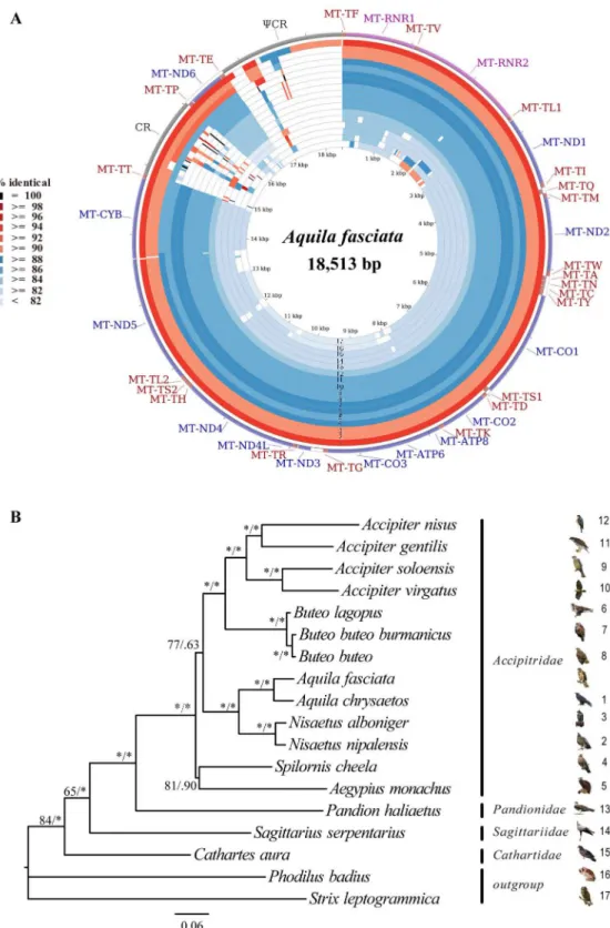 Fig 1. (A) Graphical map of the BLAST results showing nucleotide identity between A. fasciata mitogenome and 15 related species listed in Table 1, as generated by the CGView comparison tool (CCT)