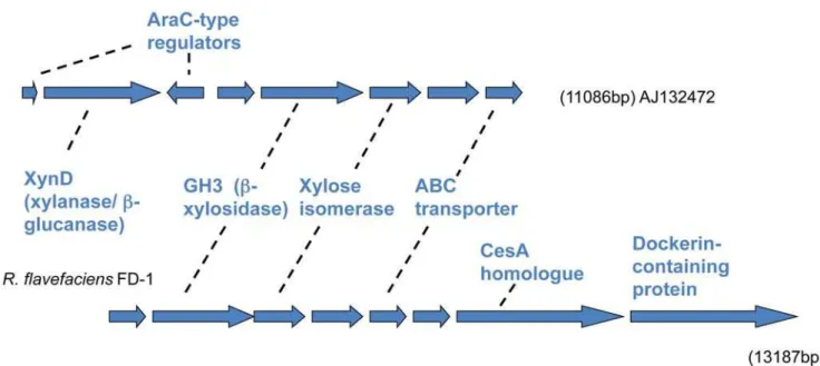 Figure 2. Comparison of chromosomal regions encoding xylose isomerase and associated genes involved in utilization of xylo- xylo-oligosaccharides between R